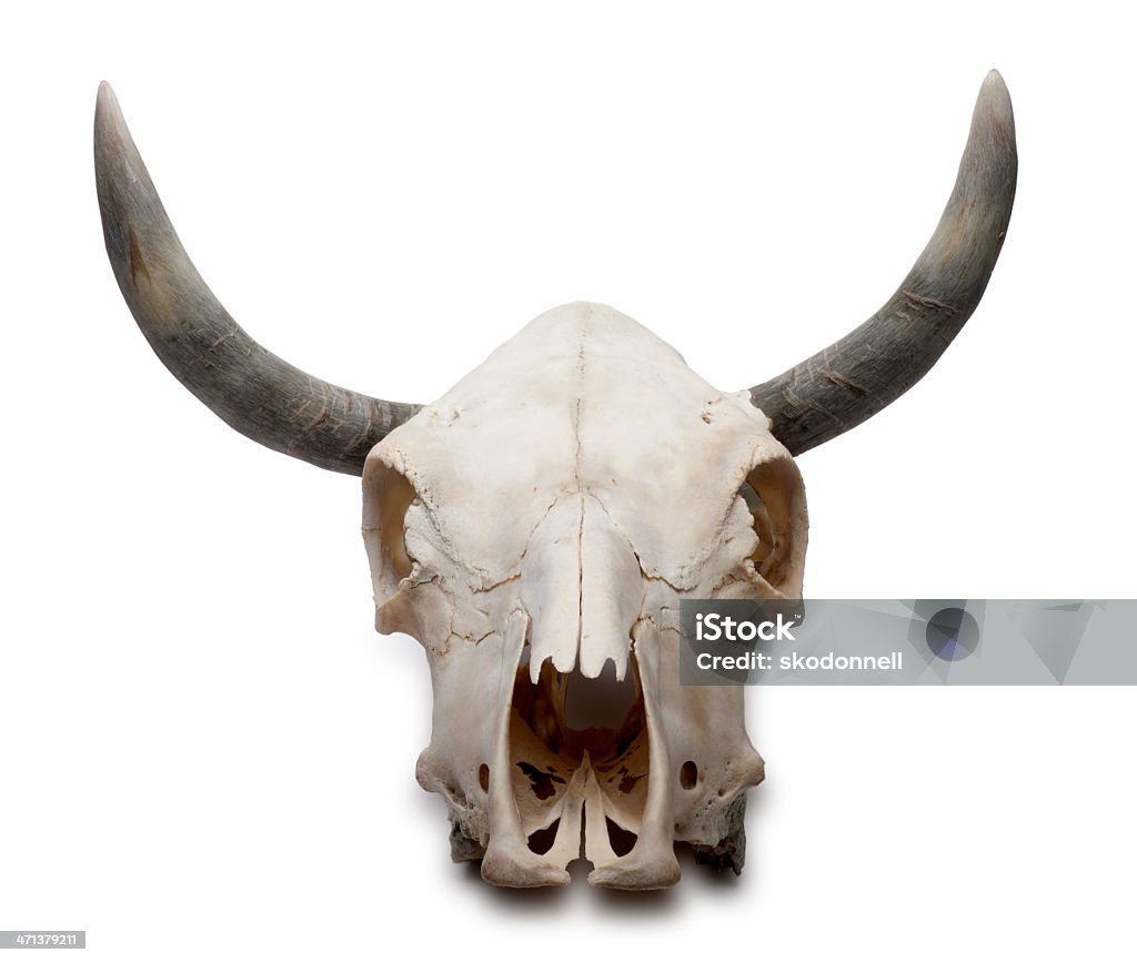Cow 스컬 흰색 바탕에 그림자와 - 로열티 프리 동물 두개골 스톡 사진