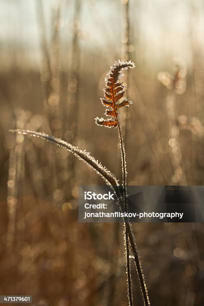 Cristalli Di Ghiaccio In Congedo In Primavera - Fotografie stock e altre immagini di Acqua ghiacciata - Acqua ghiacciata, Albero, Ambientazione esterna