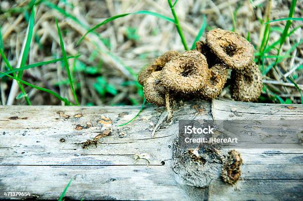 Mushrooms On The Bamboo Spontaneously Stock Photo - Download Image Now - 2015, Backgrounds, Cap - Hat