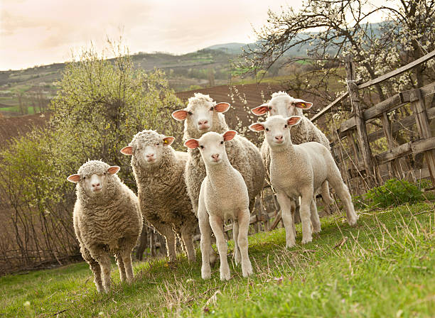 Small flock of sheep in the pasture, posing for the camera
