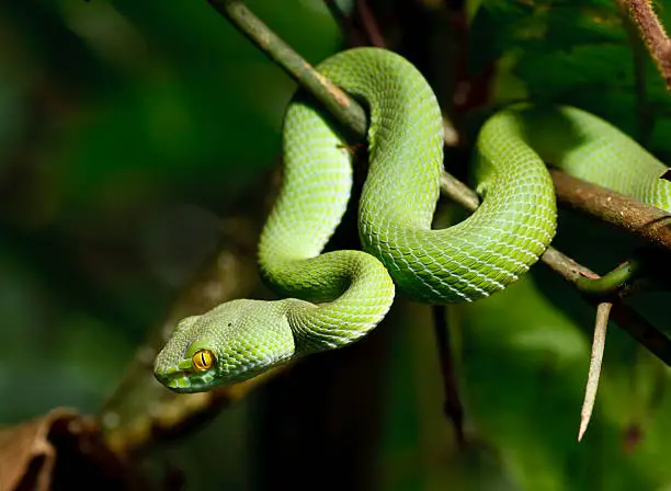 Photo of Green snake in rain forest