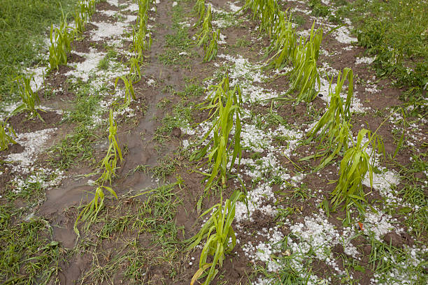 granizo danificado campo de milho de tempestades - storm corn rain field - fotografias e filmes do acervo
