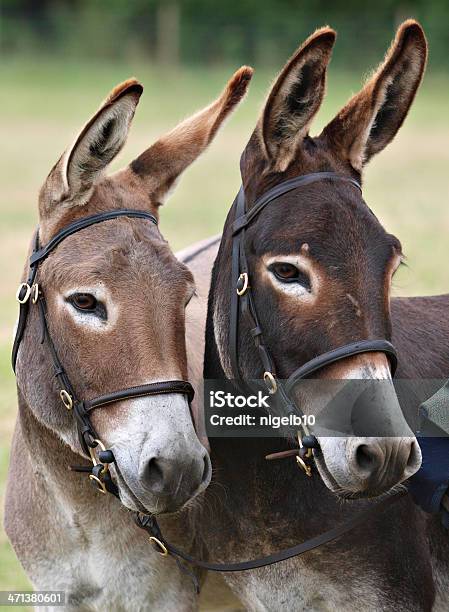 Photo libre de droit de Baudet banque d'images et plus d'images libres de droit de Deux animaux - Deux animaux, Mule, Agriculture