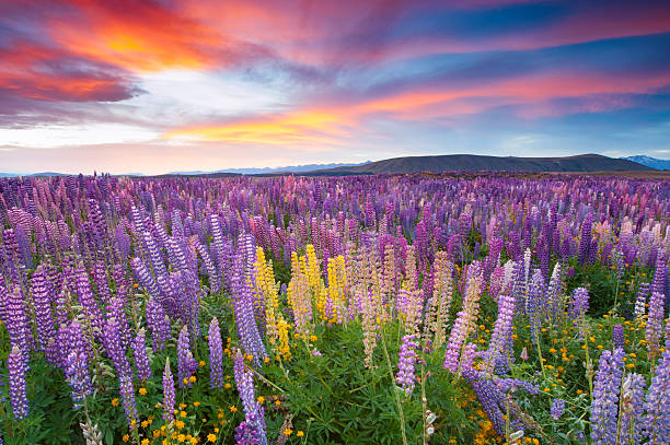 Sunset scene in the flower field Sunset scene in the Lussell Lupins field bay of islands new zealand stock pictures, royalty-free photos & images