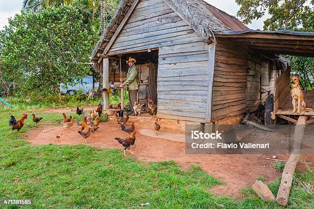 Agricultor Em Viñales Cuba - Fotografias de stock e mais imagens de Casa de Quinta - Casa de Quinta, Galinha - Ave doméstica, Agricultura
