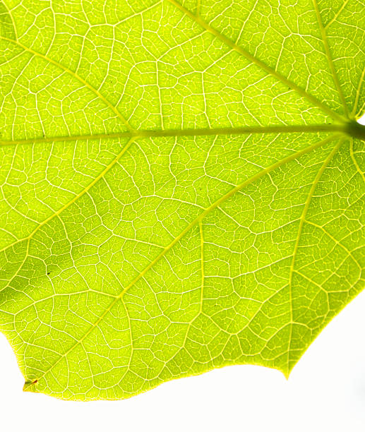 istock close up of green leaf 471381937
