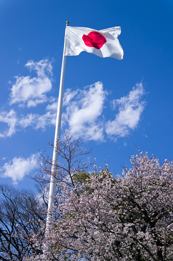 Bandera japonesa por encima de cerezos en flor photo