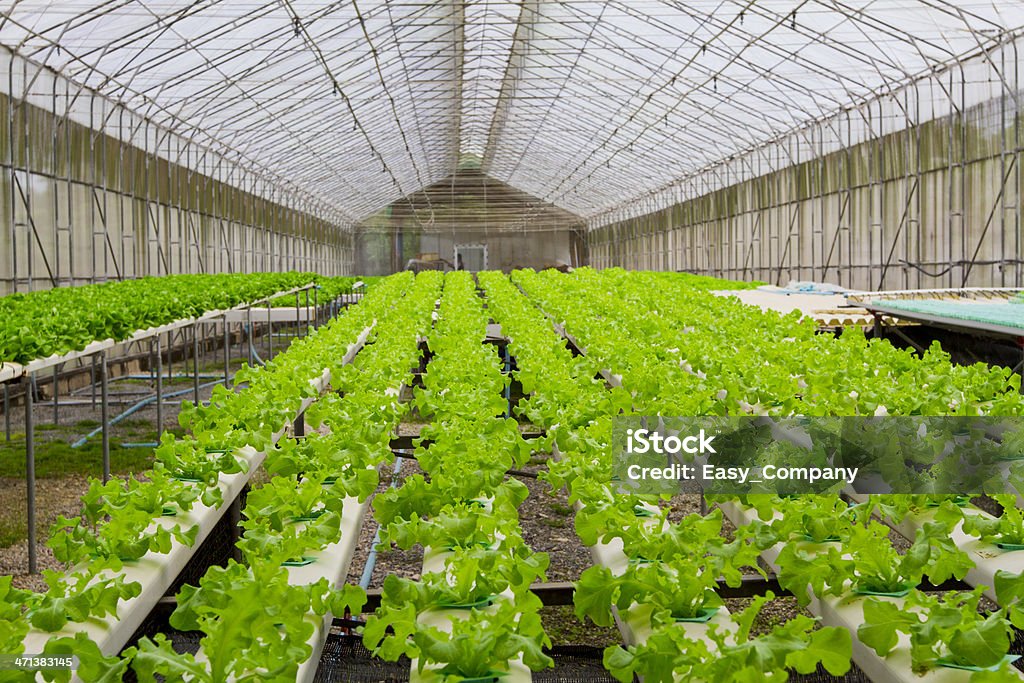 Hydroponic farm - Royalty-free Agricultura Foto de stock