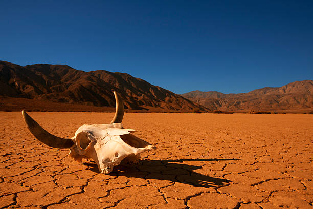 cráneo de vaca en el desierto - animal skull cow animals in the wild west fotografías e imágenes de stock