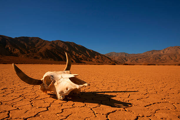 в desert cow skull - animal skull стоковые фото и изображения