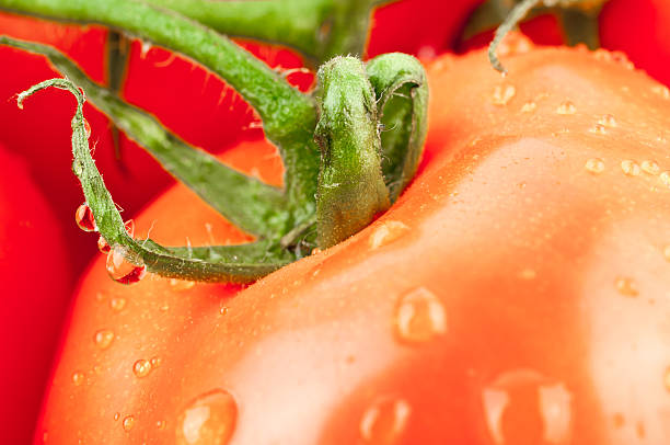 istock macro wet Tomatos  vine food fruit water drops white background 471383439