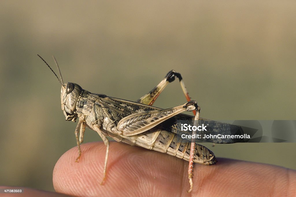 Locust - Foto de stock de Austrália royalty-free
