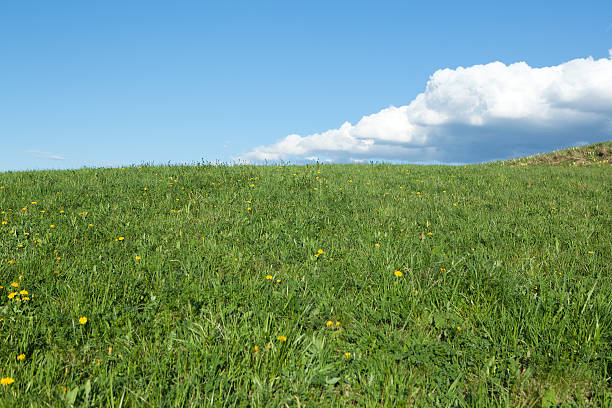 istock green meadow with cumulus clouds 471383715