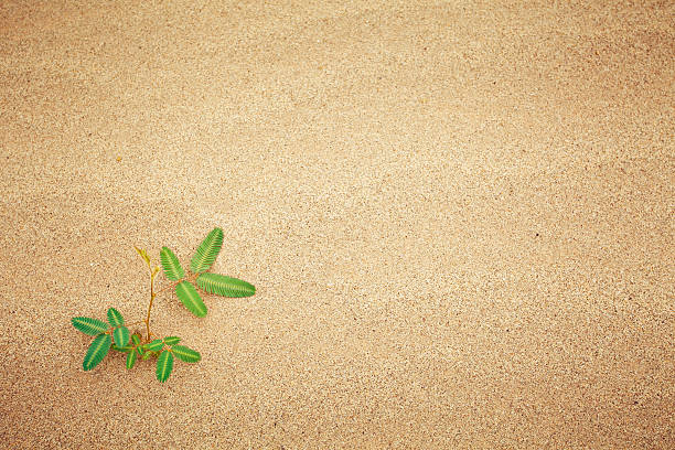 istock Green plant growing trough sand 471384313