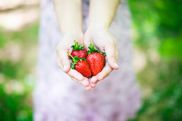 Holding strawberries stock photo