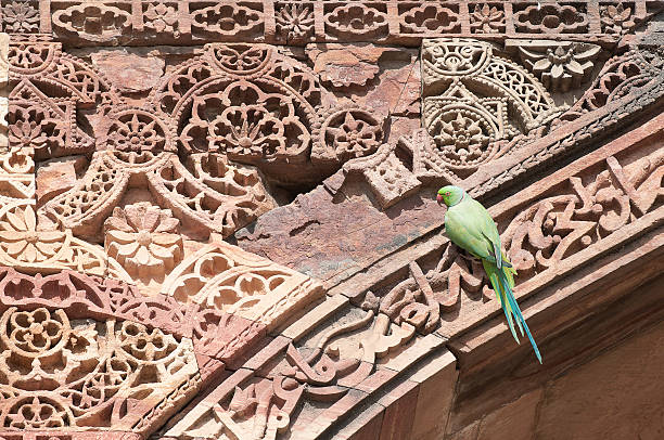 Papuga na ścianie Qutub Minar, New Delhi, Indie – zdjęcie