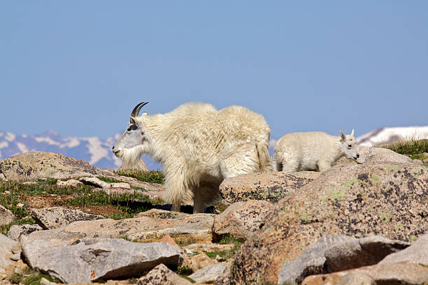 istock Mountain Goat Nanny and Kid 471385067
