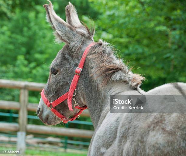 Esel Stockfoto und mehr Bilder von Afrikanischer Wildesel - Afrikanischer Wildesel, Agrarbetrieb, Bildschärfe