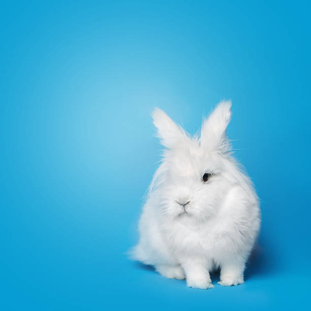 istock Video of white rabbit on blue screen 471385150