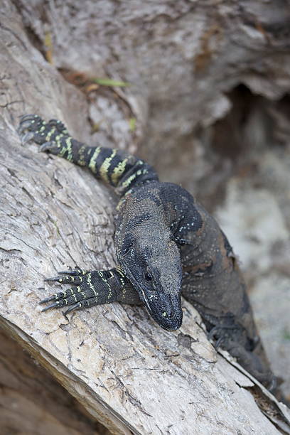 istock Lace monitor lizard 471385491