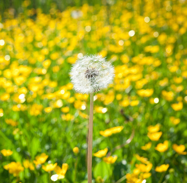 たんぽぽアゲインスト黄色の花畑 - texured effect ストックフォトと画像