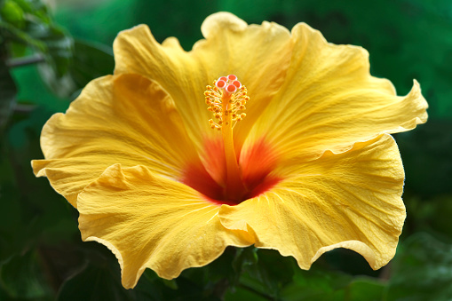 a close-up view of a perfect yellow Hibiscus flower taken with a macro lens for a high definition image. Taken during early morning light and with a shallow depth of field with the green foliage in the background softly blurred. Focus is on the stamen and pollen.
