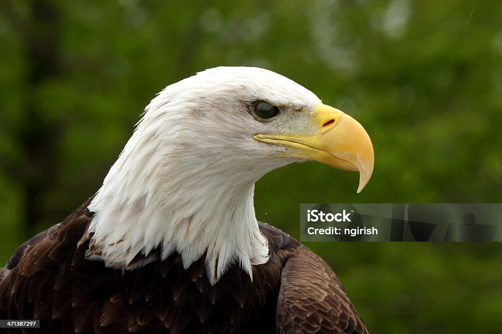 Águila Solitaria Foto de stock y más banco de imágenes de Animal - Animal,  Animales cazando, Fotografía - Imágenes - iStock
