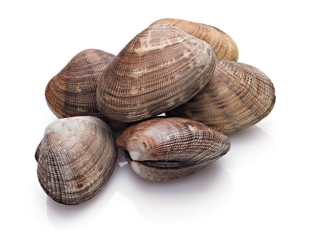 Close-up of a few closed clamshells on a white surface Fresh Clam on White Background. clam animal stock pictures, royalty-free photos & images