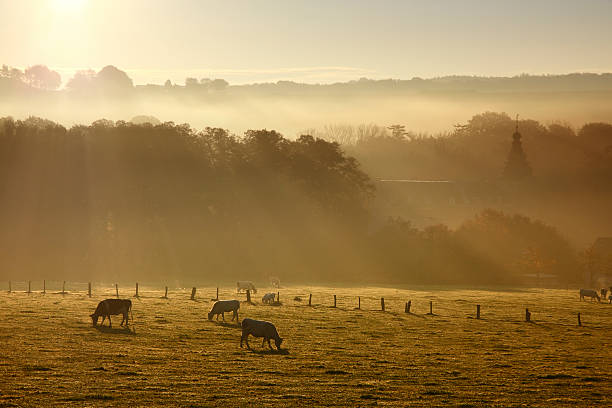 istock Cows grazing in the morning 471387531