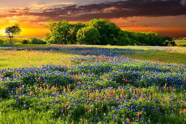 Bluebonnets and Indian paintbrushes in late afternoon light