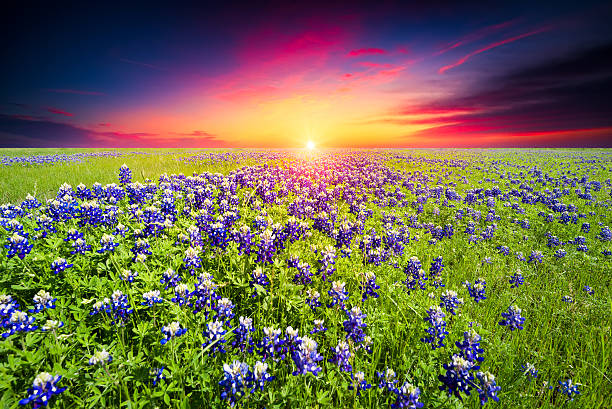 istock Sunset on Sugar Ridge Road, Ennis, TX 471387548