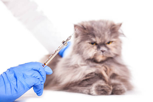 istock vaccinated animals in a veterinary clinic 471387889