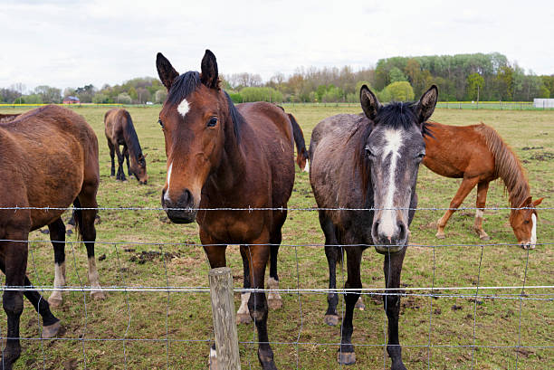 istock Horses in the pasture 471388079