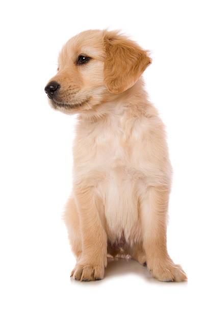 istock Sitting Golden Pup 471388327