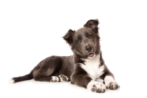 A cute Border Collie pup isolated on white. Rare 