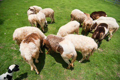 Herd of Sheep in a field