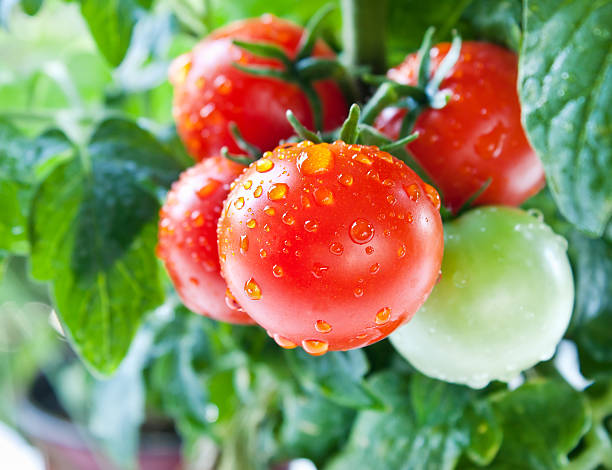 Cherry Tomatoes Fresh cherry tomatoes on the vine tomato plant photos stock pictures, royalty-free photos & images