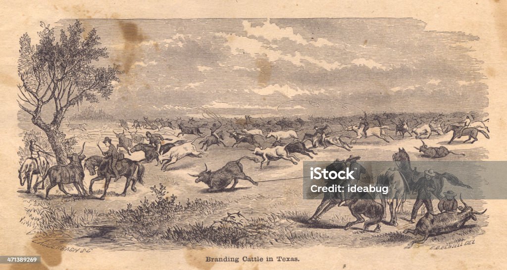 Black and White Illustration of Branding Cattle in Texas, 1800's Old black and white illustration of men branding cattle in Texas, from 1800's. Texas stock illustration