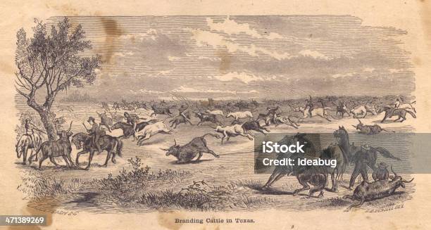 Black And White Illustration Of Branding Cattle In Texas 1800s Stock Illustration - Download Image Now
