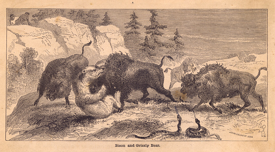 Old black and white illustration of some bison attacking a grizzly bear, from the 1800's.