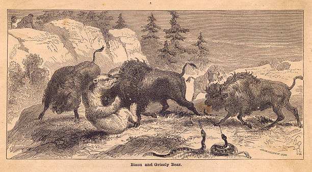 Old, Black and White Illustration of Bison Fighting Grizzly Bear Old black and white illustration of some bison attacking a grizzly bear, from the 1800's. two men hunting stock illustrations