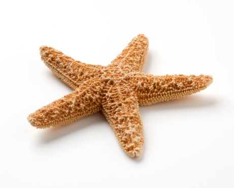 Starfish　isolated on white