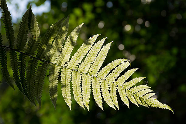 istock translucent fern leaves 471389855