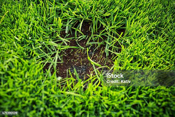 Calvo Lugar En Prado Con Nuevos Suelo Y De Semillas Foto de stock y más banco de imágenes de Parche