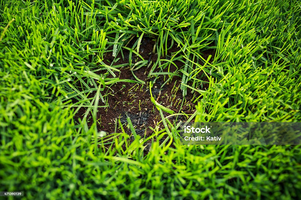 볼드 갈 잔디 새로운 토양 및 시드 (seed) - 로열티 프리 애교점 스톡 사진
