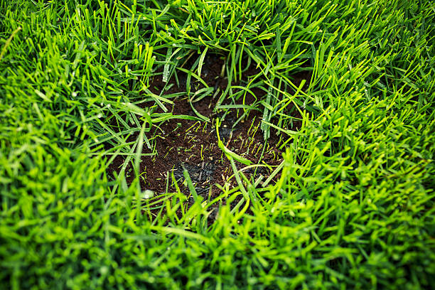 Bald spot in lawn with new soil and seed. Shallow depth of field.