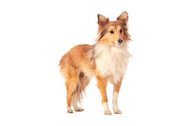 A dog of the type: Siberian Husky