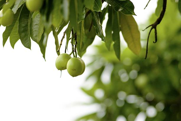 fruit sea mango