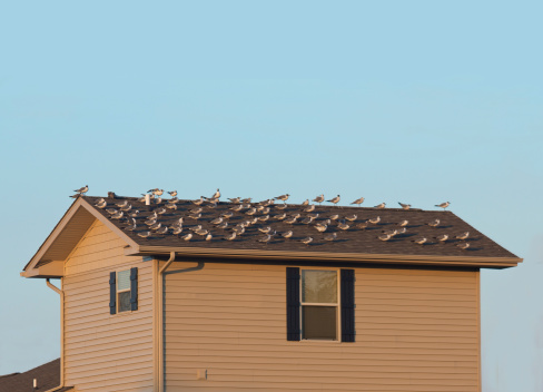 Sea birds in Virginia roost on the house roof.