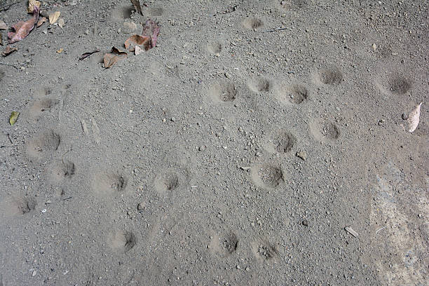 o poço de areia formiga-leão - formicarius imagens e fotografias de stock